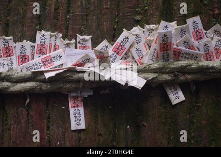 Omikuji fortuna avvolta intorno ad albero Foto Stock