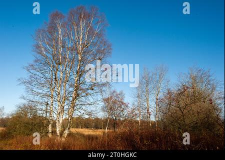 Herbstliche Stimmung in einem Moor mit Binsen und Birken *** Autumn Mood in una palude con precipitazioni e betulle credito: Imago/Alamy Live News Foto Stock