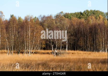 Herbstliche Stimmung in einem Moor mit Binsen und Birken *** Autumn Mood in una palude con precipitazioni e betulle credito: Imago/Alamy Live News Foto Stock