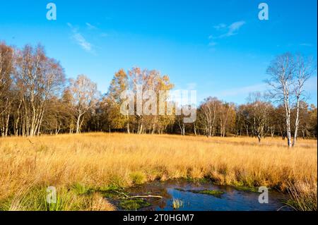 Herbstliche Stimmung in einem Moor mit Binsen und Birken *** Autumn Mood in una palude con precipitazioni e betulle credito: Imago/Alamy Live News Foto Stock