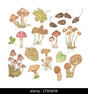 Set autunnale ad acquerello di illustrazioni isolate su sfondo bianco. Collezione forestale disegnata a mano con funghi, ghiande e foglie. Foto Stock