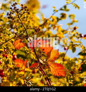 BlackBerry lascia i colori autunnali lungo il lungomare di Steveston Foto Stock