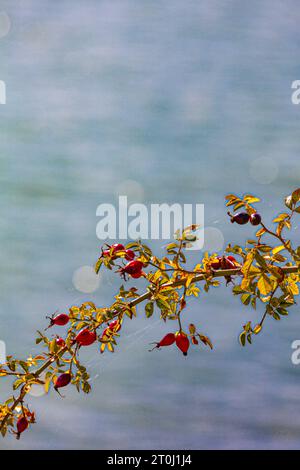 Le rose fianchi su uno sfondo d'acqua mordente lungo il lungomare di Steveston Foto Stock