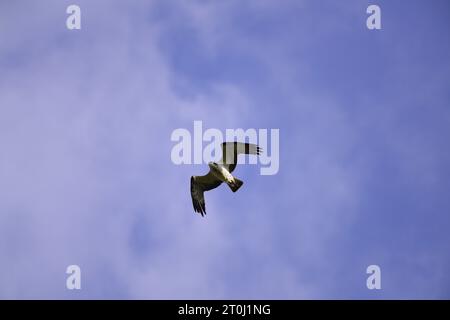 Osprey Pandion Haliaetus Foto Stock