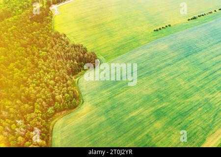 Vista aerea del campo e del paesaggio della zona di deforestazione. Vista dall'alto del campo e del paesaggio della foresta di pini verdi. Deforestazione industriale su larga scala a. Foto Stock