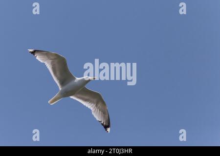 Grande gabbiano nero che vola nel cielo azzurro Foto Stock