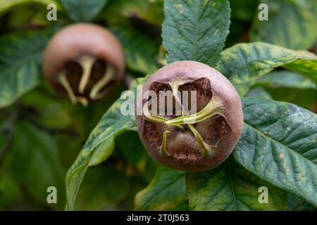 Arbusto medlar fresco con frutta da vicino all'aperto Foto Stock