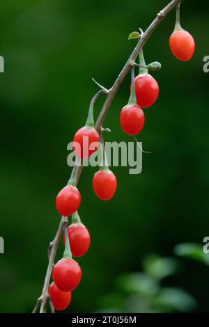 Bacche di goji rosse fresche su una pianta da vicino all'aperto Foto Stock