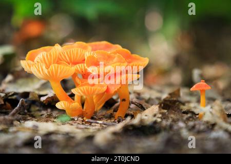 Funghi arancioni luminosi a Pictured Rocks, Michigan Foto Stock