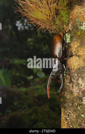 Dynastes hercules rhinoceros scarabeo di Dynastinae Scarabaeidae. Il più grande coleottero del mondo dalle foreste pluviali tropicali. Scarabeo dinnastico con corno Foto Stock