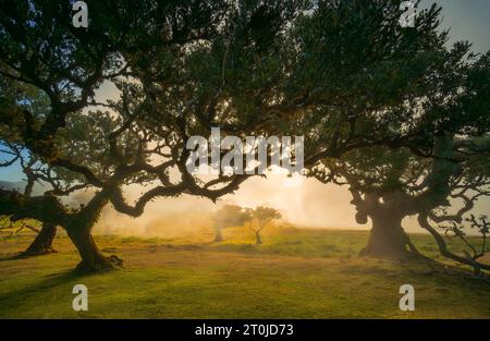 La Foresta Fanal, parte dell'indigena Foresta Laurisilva, si trova a Madeira Foto Stock