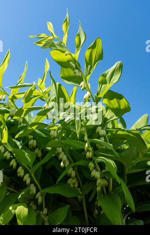 Polygonatum (noto anche come sigillo di Re Salomone o sigillo di Salomone) contro il cielo blu Foto Stock