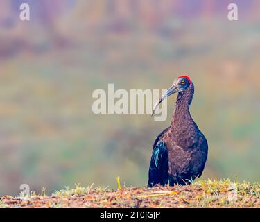 A terra c'è un Ibis con le zoccoli rossi Foto Stock