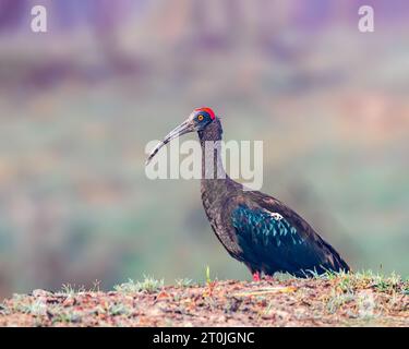 Un Ibis con copertura rossa in posa per un ritratto Foto Stock