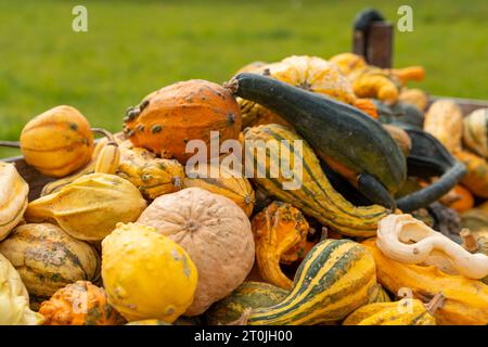 Gablingen, Baviera, Germania. 7 ottobre 2023. Zucche ornamentali in una bancarella *** Zierkürbisse an einem Verkaufsstand Credit: Imago/Alamy Live News Foto Stock