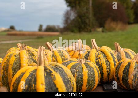 Gablingen, Baviera, Germania. 7 ottobre 2023. Raccolta di zucche, raccolta di zucche presso uno stand di vendita in legno in autunno. Vendita di zucca direttamente dall'agricoltore *** Kürbisernte, geerntete Kürbisse an einem Verkaufsstand aus Holz im Herbst. Kürbis Verkauf direkt vom Landwirt credito: Imago/Alamy Live News Foto Stock