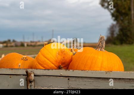 Gablingen, Baviera, Germania. 7 ottobre 2023. Raccolta di zucche, raccolta di zucche presso uno stand di vendita in legno in autunno. Vendita di zucca direttamente dall'agricoltore *** Kürbisernte, geerntete Kürbisse an einem Verkaufsstand aus Holz im Herbst. Kürbis Verkauf direkt vom Landwirt credito: Imago/Alamy Live News Foto Stock