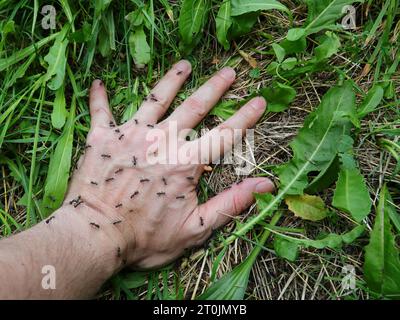 mano di persona con molte formiche nere sopra quel morso e puntura e causare formicolio e disagio all'uomo Foto Stock