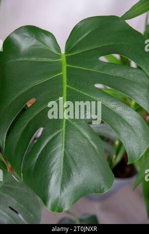 Primo piano delle gocce d'acqua sulle foglie di Monstera deliciosa a casa Foto Stock