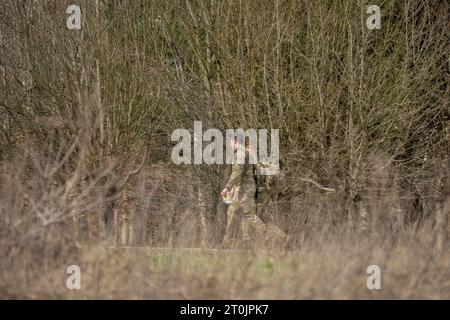 Soldati di fanteria dell'esercito britannico che camminano lungo un sentiero nei boschi Foto Stock