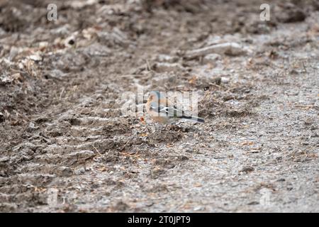 Un maschio (Fringilla coelebs) in cerca di cibo su una pista fangosa Foto Stock