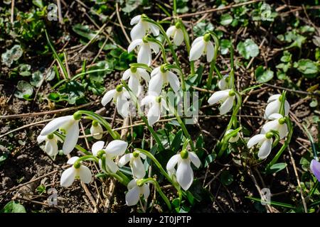 Molti piccoli e delicati fiori di primavera di neve bianca in piena fioritura nella foresta in una primavera soleggiata da Foto Stock