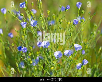 Flowering common flax, Linum usitatissimum Foto Stock