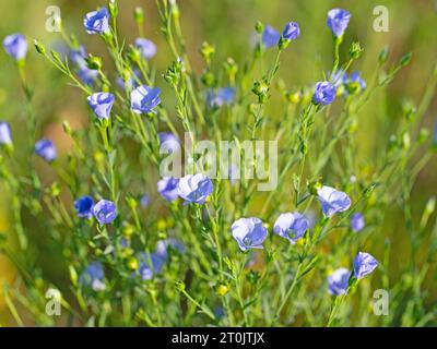 Lino comune fiorito, Linum usitatissimum Foto Stock