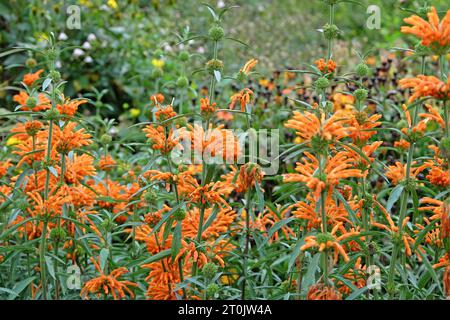 Leonotis leonurus, nota anche come coda di lionÕs o dagga selvatica, in fiore. Foto Stock