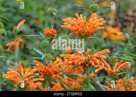 Leonotis leonurus, nota anche come coda di lionÕs o dagga selvatica, in fiore. Foto Stock