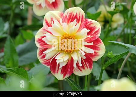 Collaretta rossa e gialla Dahlia 'Ashpire Fancy' in fiore. Foto Stock