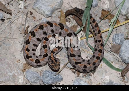 Western Rattlesnake pigmeo, Sistrurus miliarius Foto Stock