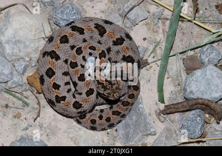 Western Rattlesnake pigmeo, Sistrurus miliarius Foto Stock