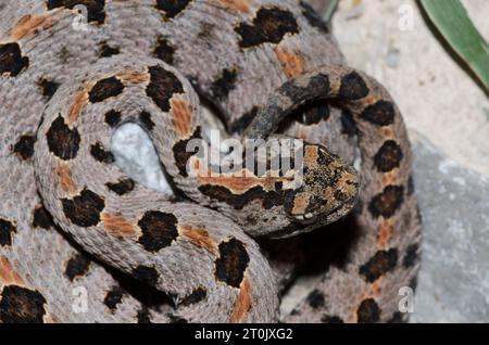 Western Rattlesnake pigmeo, Sistrurus miliarius Foto Stock