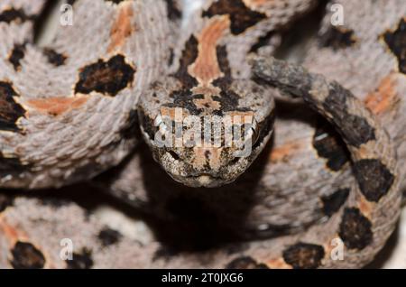 Western Rattlesnake pigmeo, Sistrurus miliarius Foto Stock