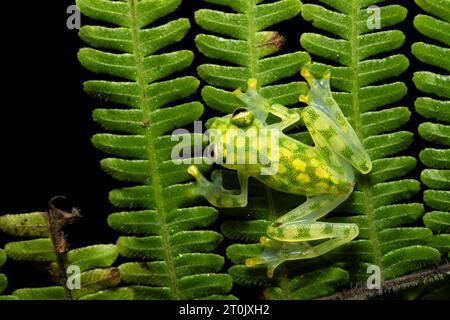 Lo Hyalinobatrachium valerioi, talvolta noto come la rana di vetro la Palma, è una specie di rana della famiglia Centrolenidae Foto Stock