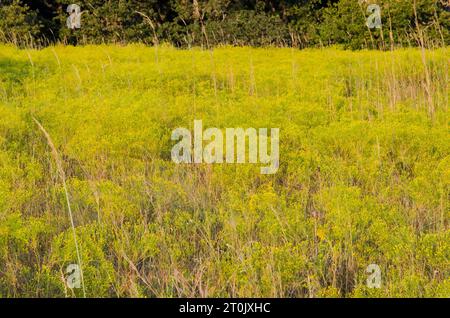 Prairie Broomweed, Amphiachyris dracunculoides, in tarda luce Foto Stock