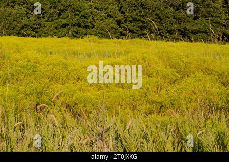 Prairie Broomweed, Amphiachyris dracunculoides, in tarda luce Foto Stock