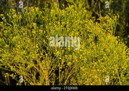 Prairie Broomweed, Amphiachyris dracunculoides, in tarda luce Foto Stock