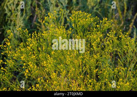 Prairie Broomweed, Amphiachyris dracunculoides, in tarda luce Foto Stock