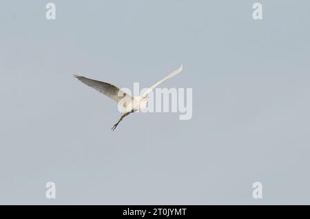 Grande Egret, Ardea alba, in volo Foto Stock