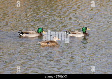 Mallards, Anas platyrhynchos, maschi e femmine Foto Stock