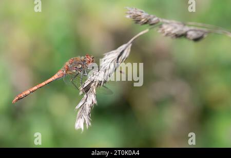 Una grande dragonfly darter (Sympetrum striolatum) con un addome rosso siede su una pianta selvatica secca. Lo sfondo è verde. Il sole splende. C'e' una spa Foto Stock