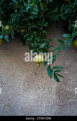 Melograno non maturo sulla boccola sullo sfondo della parete di cemento Foto Stock