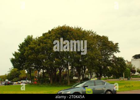 Una foto di un taxi che gira intorno a una rotatoria con alberi in centro. Foto Stock