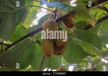 alcuni kiwi in un kiwi in estate Foto Stock