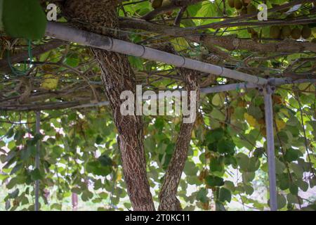 il vecchio kiwi nel mio giardino è pieno di kiwi Foto Stock