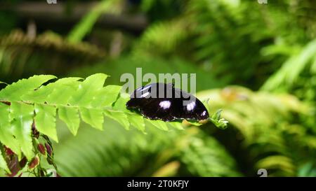 Una farfalla hypolimnas bolina (nota anche come grande melanzana o farfalla di luna blu) seduto su una pianta tropicale della foresta pluviale presso il santuario delle farfalle a Kuranda Foto Stock