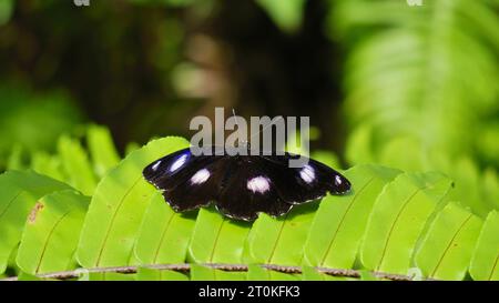 Una farfalla hypolimnas bolina (nota anche come grande melanzana o farfalla di luna blu) seduto su una pianta tropicale della foresta pluviale presso il santuario delle farfalle a Kuranda Foto Stock