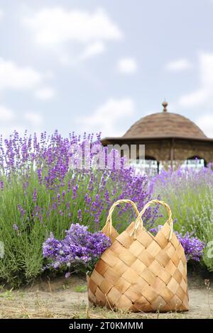 Borsa in vimini con splendidi fiori di lavanda vicino ai cespugli all'aperto Foto Stock